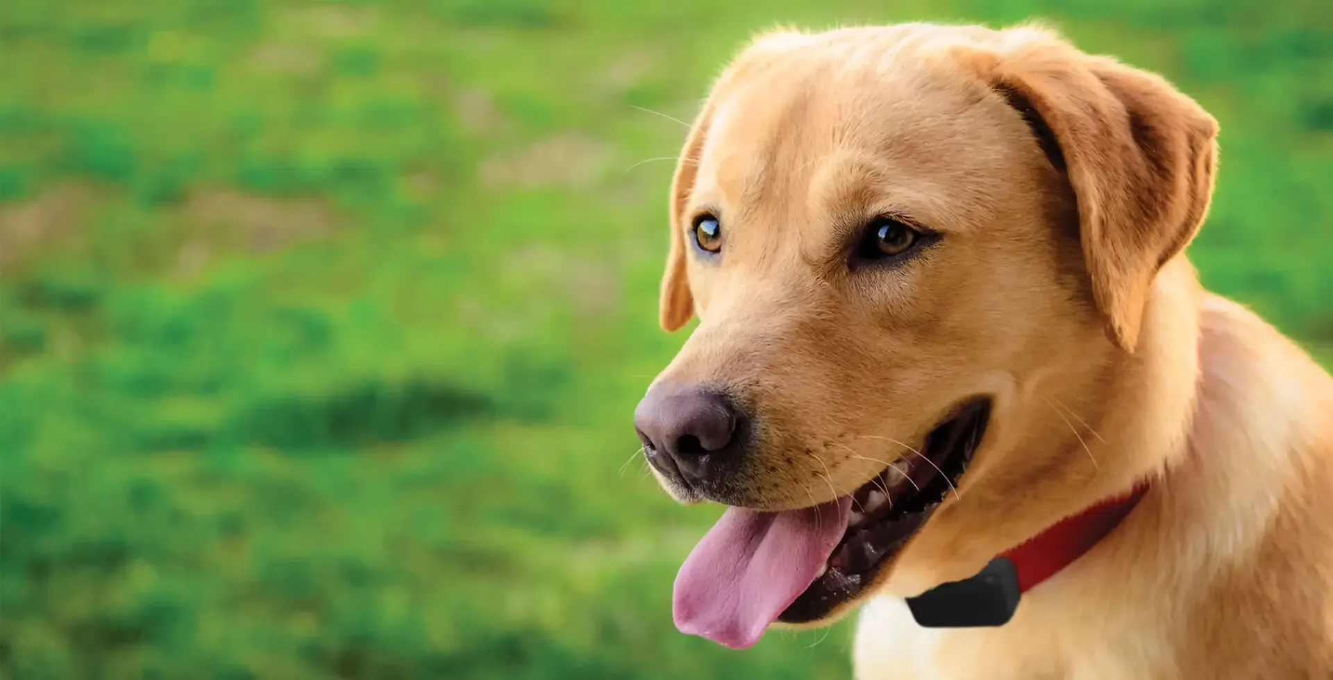 Dog running freely in a yard protected by a Pet Stop hidden fence