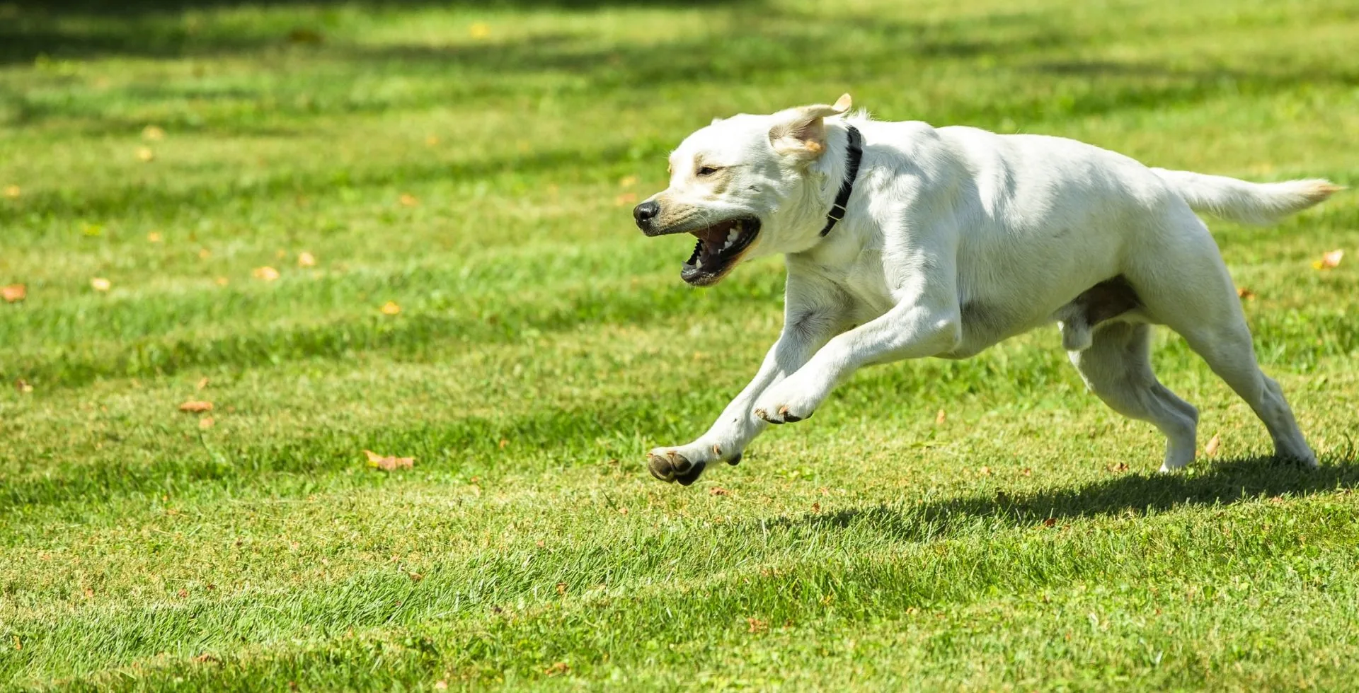 Dog wearing a Pet Stop receiver collar in a Michigan backyard